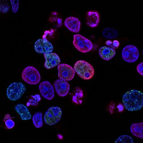Life Sciences, Studienrichtung Bioanalytik und Zellbiologie